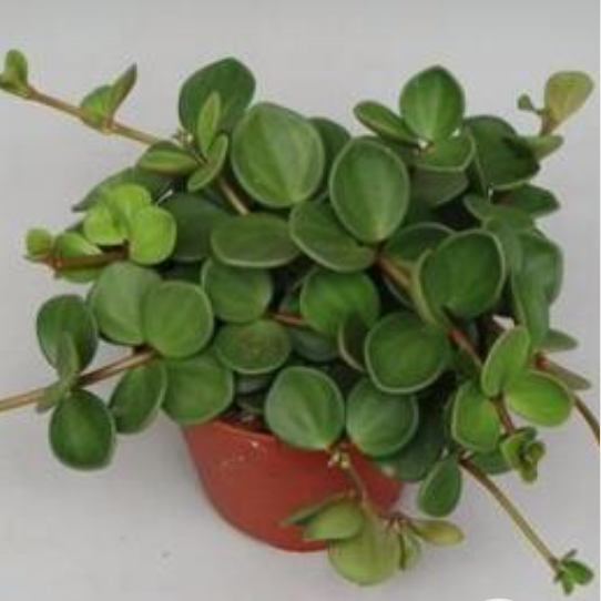Pilea Peperomioides (Monnaie chinoise)